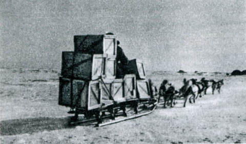 Собачья упряжка ПСИ-10