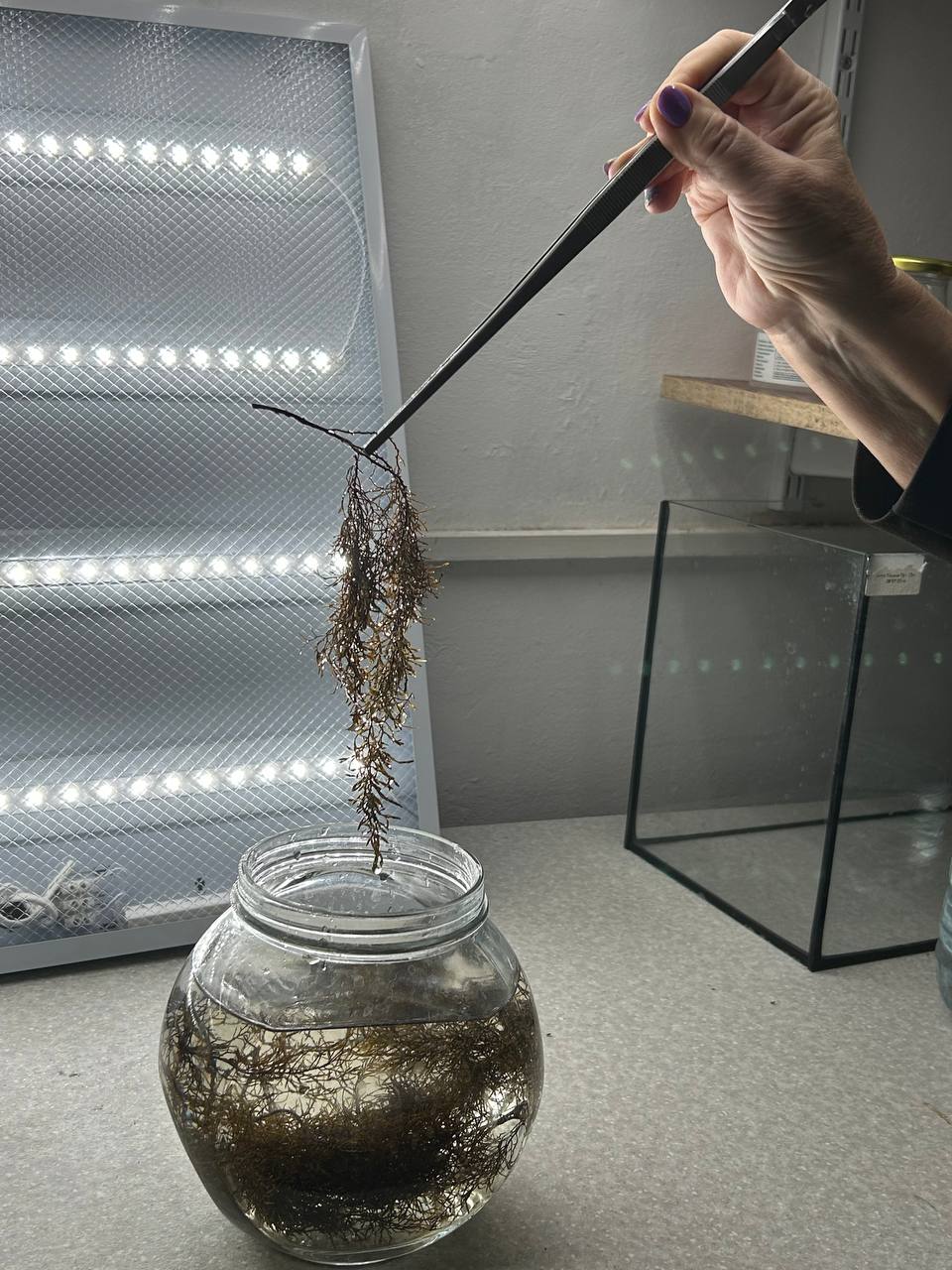 Эксперимент на цистозире