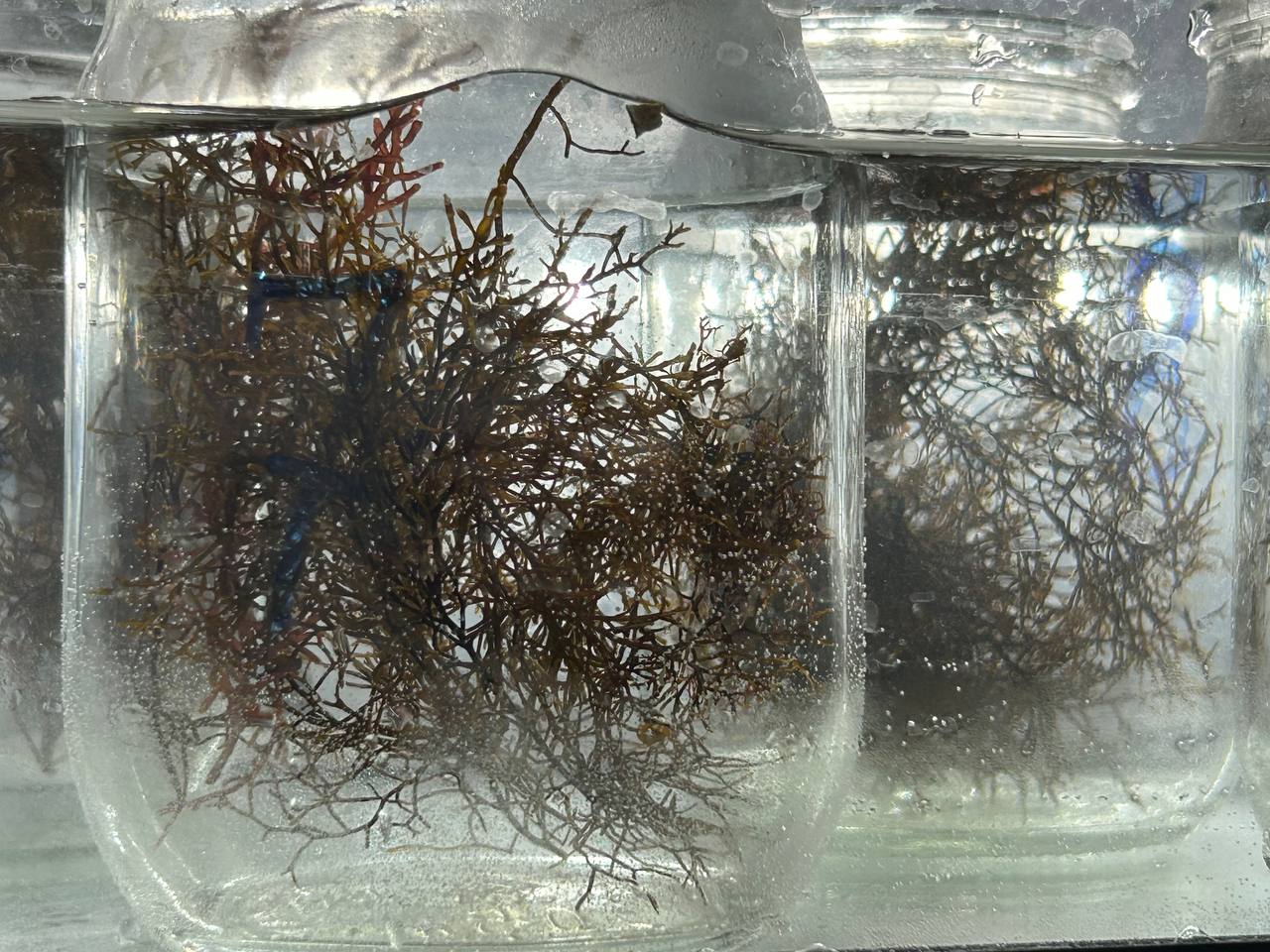 Измерение фотосинтетической активности черноморских водорослей